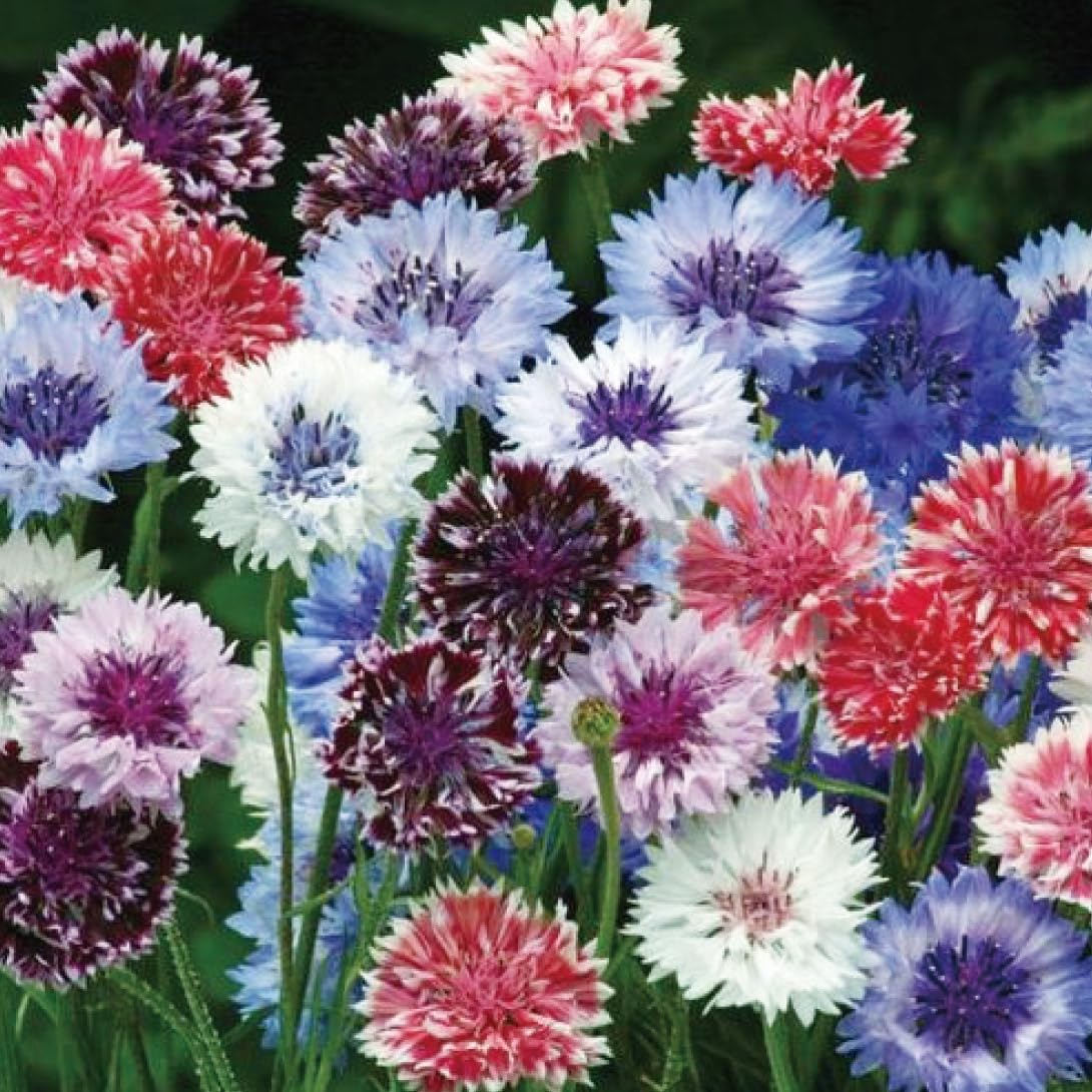 Amazon.co.jp: 種 花たね 矢車草 アーティストミックス 1袋（500mg