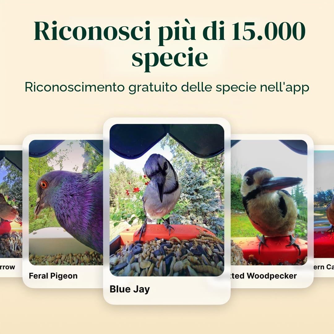 Bird Buddy - Mangiatoia Intelligente per Uccelli Blu con Pannello Solare 2.0