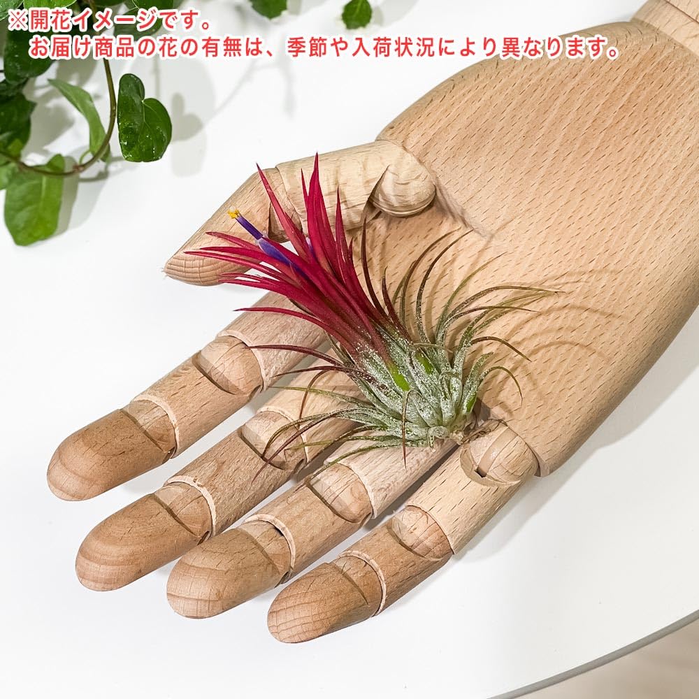 Amazon｜PLANCHU エアプランツ ティランジア イオナンタ フエゴ M