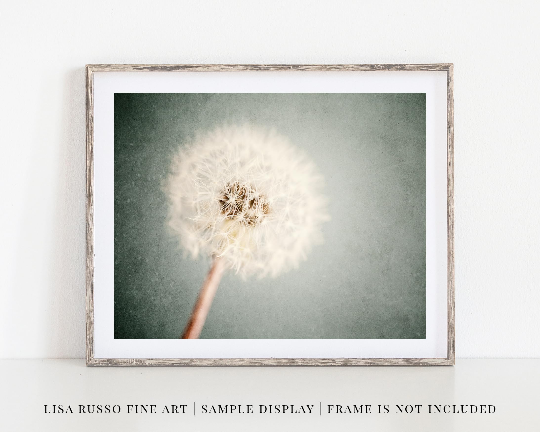 LISA RUSSO FINE ART - Dandelion Floral Wall Art Print - Not Framed - Girls Nursery Bedroom or Bathroom Decor - Shabby Chic Flower in Soft Grey Blue and Ivory (11x14 Print Only)
