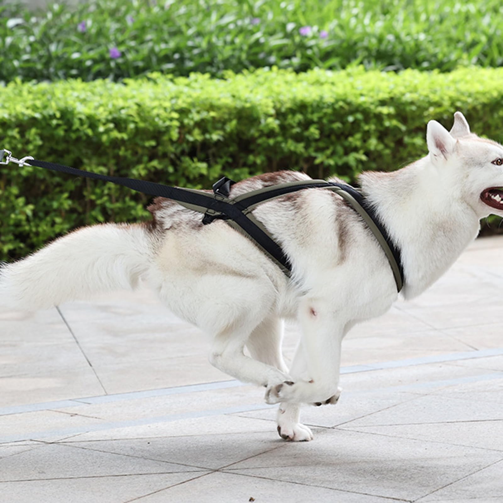 Harnais de contrôle pour chien Media avec alimentation d'entraînement à traction et se détache rapidement