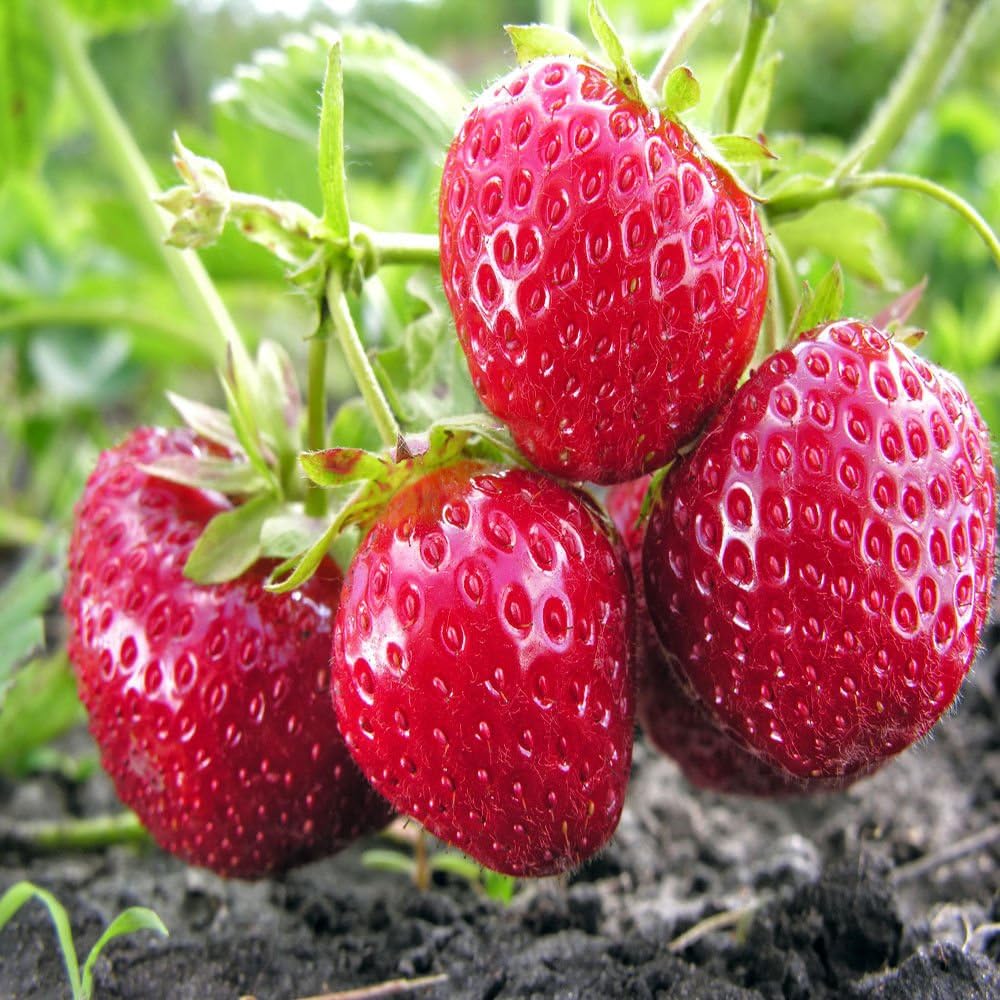 Strawberry Island20 Chandler Strawberry Plants Patio