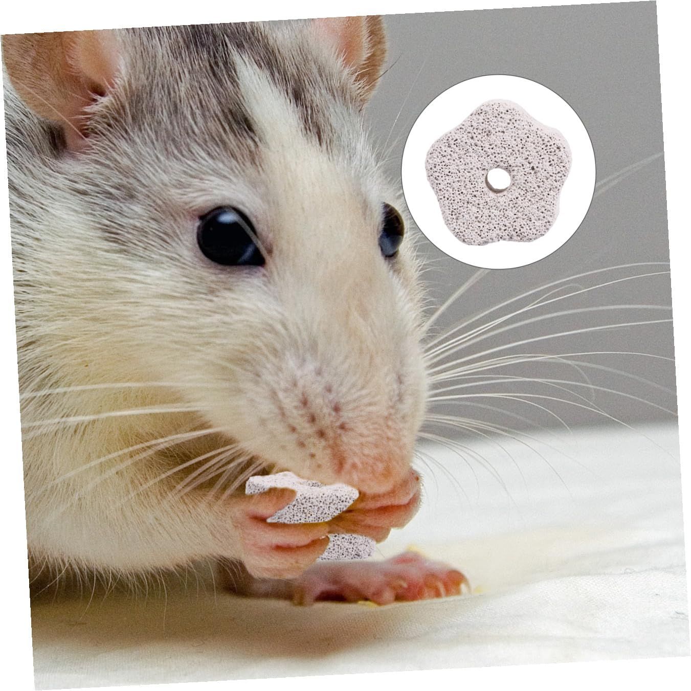 POPETPOP 36stücke Kauspielzeug Für Hamster Und Ratten Fördert Zahngesundheit Natürliche Mineralien Mit Calcium Für Gesunde Zähne Und Spaß Beim