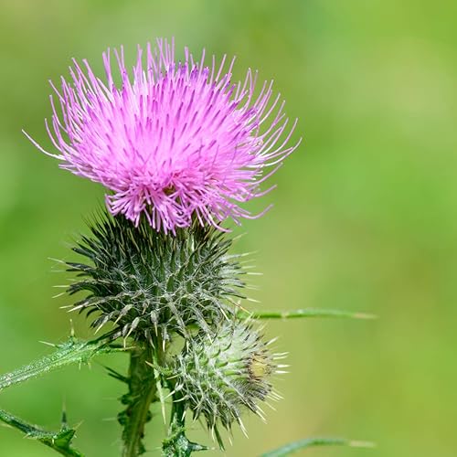 Miniatura 6 de Nature's Answer Semilla de cardo mariano con alcohol orgánico, 1 onza líquida