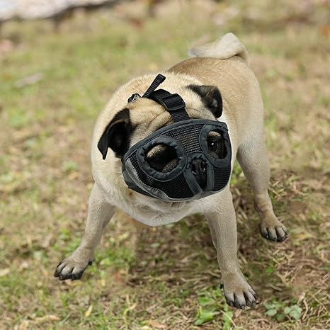 pug muzzle amazon