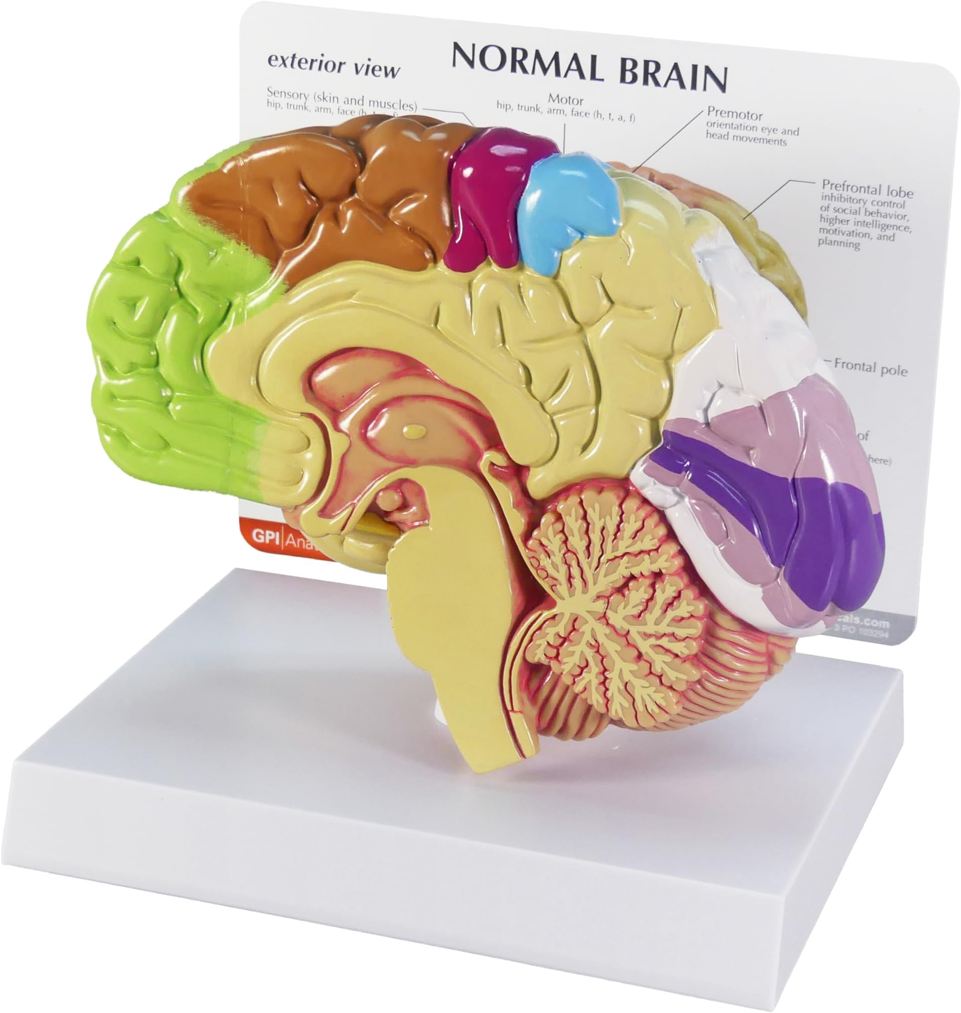 GPI Anatomicals - Half Brain Model, Normal Right-Half Brain with Sensory and Motor Functions for Human Anatomy, Physiology Education, Anatomy Model for Doctor's Office, Medical Learning Resources