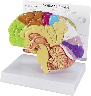 GPI Anatomicals - Half Brain Model, Normal Right-Half Brain with Sensory and Motor Functions for Human Anatomy, Physiology Education, Anatomy Model for Doctor's Office, Medical Learning Resources