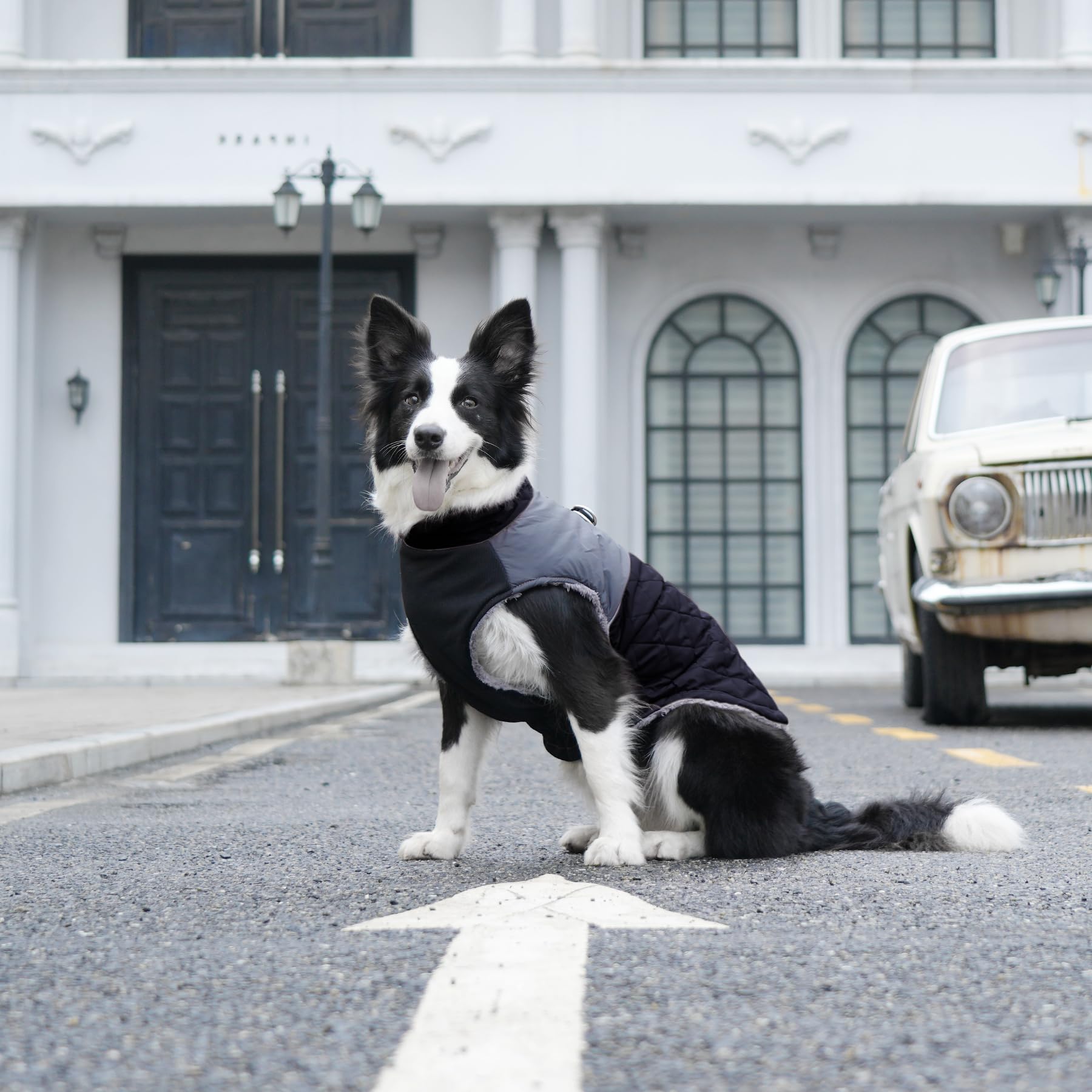JoyDaog - Cappottino per cani di piccola taglia, impermeabile, in pile caldo, per cuccioli, per l’inverno freddo, con anelli a D, nero, M