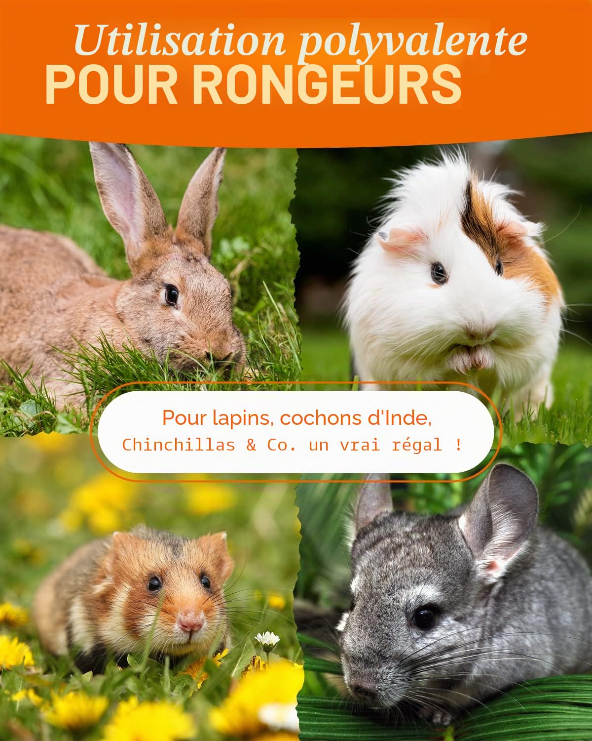 petifool Aliments complémentaires pour rongeurs Mélange d'automne coloré - Nourriture Naturelle et Saine pour Lapins - 650 g