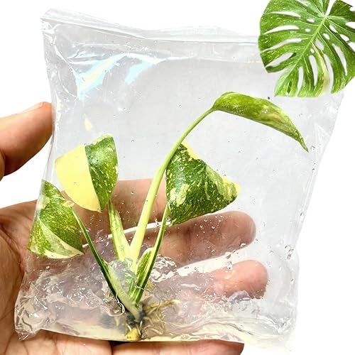 Thai Constellation Monstera - Cultivo de tejido de planta viva - Mini planta Monstera - Planta de interior rara Monstera Constelación tailandesa