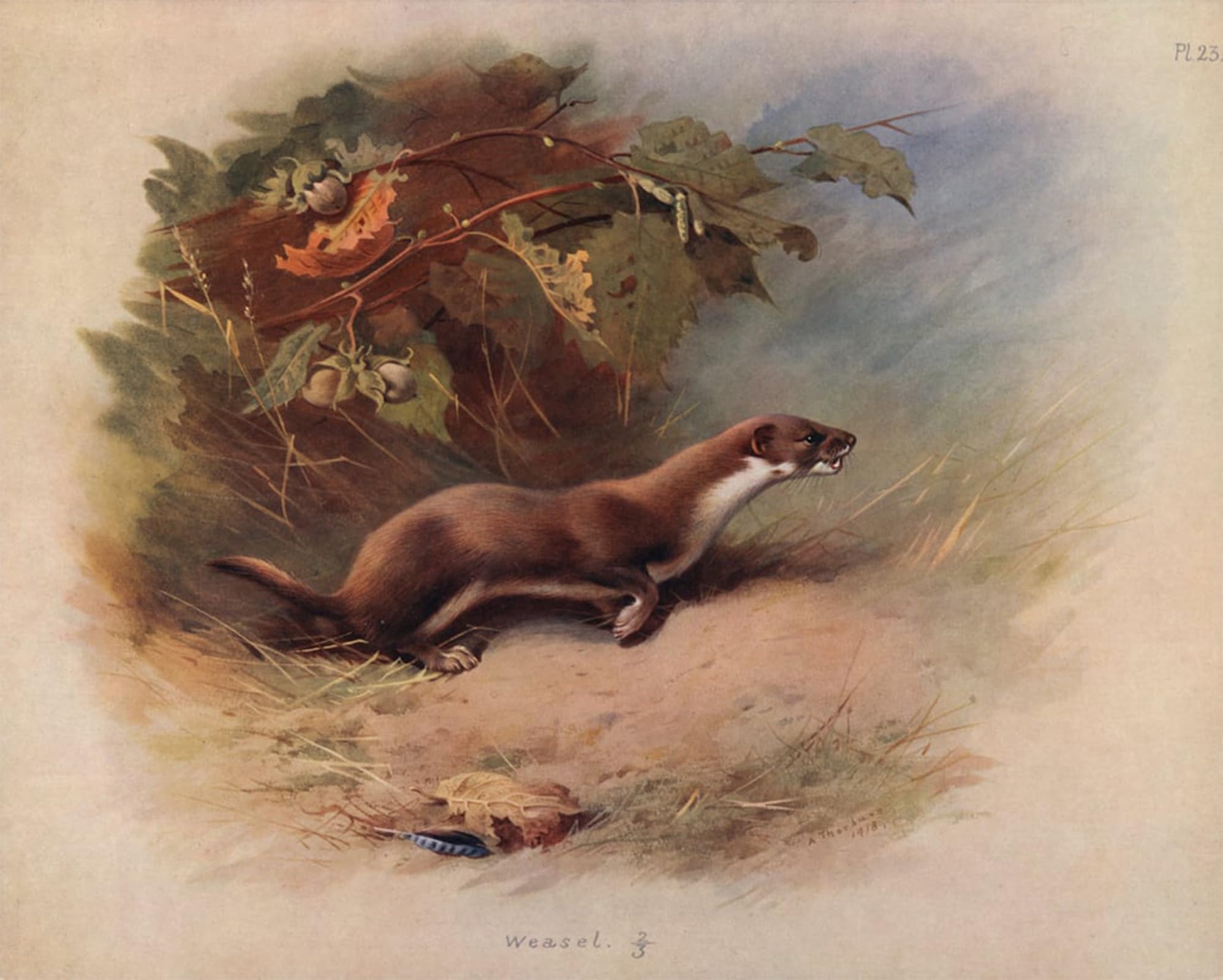 POSTERIIk Famous Print Pop Art Wall Art Graffiti Weasel by Archibald Thorburn Art Prints for Home Decor 60x90cm
