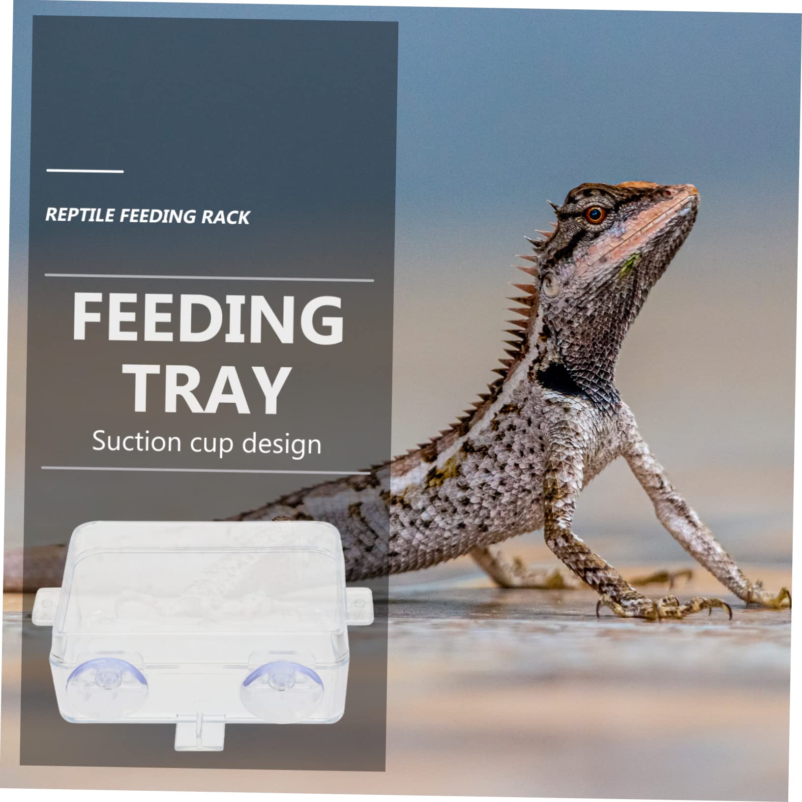 BESPORTBLE 6 Pezzi Mangiatoia per Rettili Fuga Ciotola per Rettili Lucertola-Piatto di Fuga Mangiatoia per Cibo per Pesci Rettili Sporgenza Accessori per Rettili Terrari Piatto Multifunzione