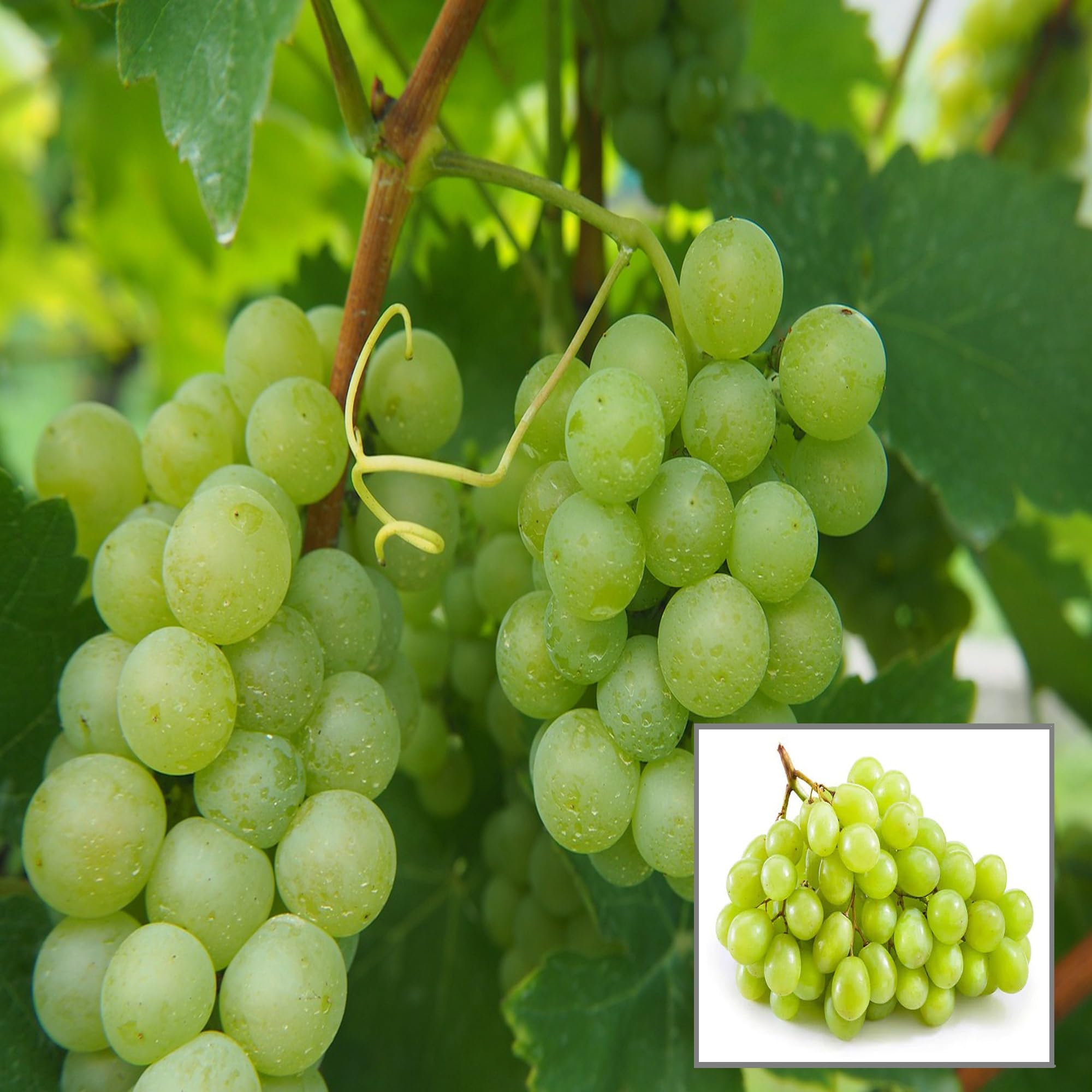 See full amazon price history chart for HAPING Green Grapes Angoor Layering/Grafted Fruit Live Plant HAPING Green Grapes Angoor Layering/Grafted Fruit Live Plant (B0CV7ZTZG3) Amazon Price History, Amazon Price Tracker