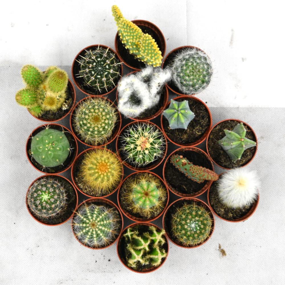ZynesFlora Mini Cactus Set - 12 Pieces in 5.5 cm Grower's Pot