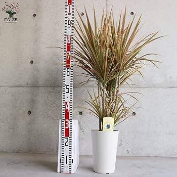 Amazon.co.jp: コンシンネ トリカラー 7号鉢【品種で選べる観葉植物 Amazon.co.jp: コンシンネ トリカラー 7号鉢【品種で選べる観葉植物