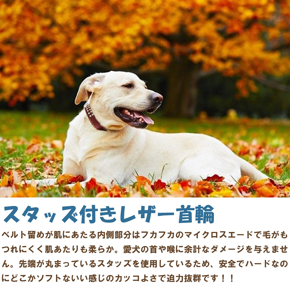 Amazon | 犬 首輪 大型犬 首回り 50～65cm 幅3.5cm 茶 ブラウン レザー