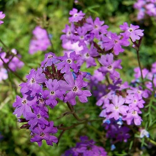 Miniatura 3 de CHUXAY GARDEN Purple Wild Moss Verbena Seed 75 Semillas Verbena Aristigera Flor Verbena Desierto Planta Hace Gran Borde