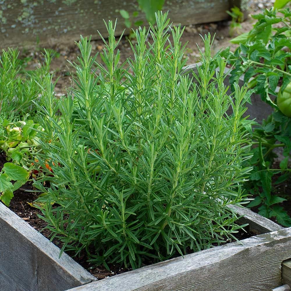 LIVE ROSEMARY (SALVIA ROSMARINUS) PLANT MEDICINAL AND HERBAL USES FOR HAIR GROWTH ROSEMARY FOOD AND SALAD PLANT FOR HOME GARDEN & KITCHEWN WITH BLACK POT-picture-51