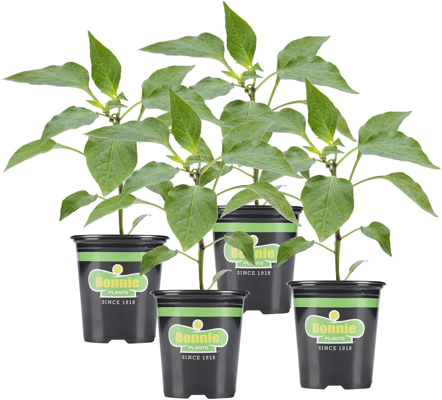 Bonnie Plants Sweet N' Heat Pepper Plant Kit
