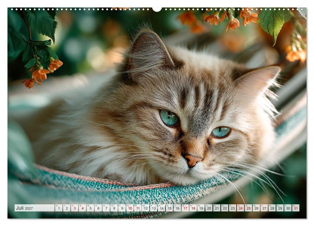 Katzen - Jeder Moment ein Abenteuer (hochwertiger Premium Wandkalender 2027 DIN A2 quer), Kunstdruck in Hochglanz: Chaos mit Charme (CALVENDO Tiere)