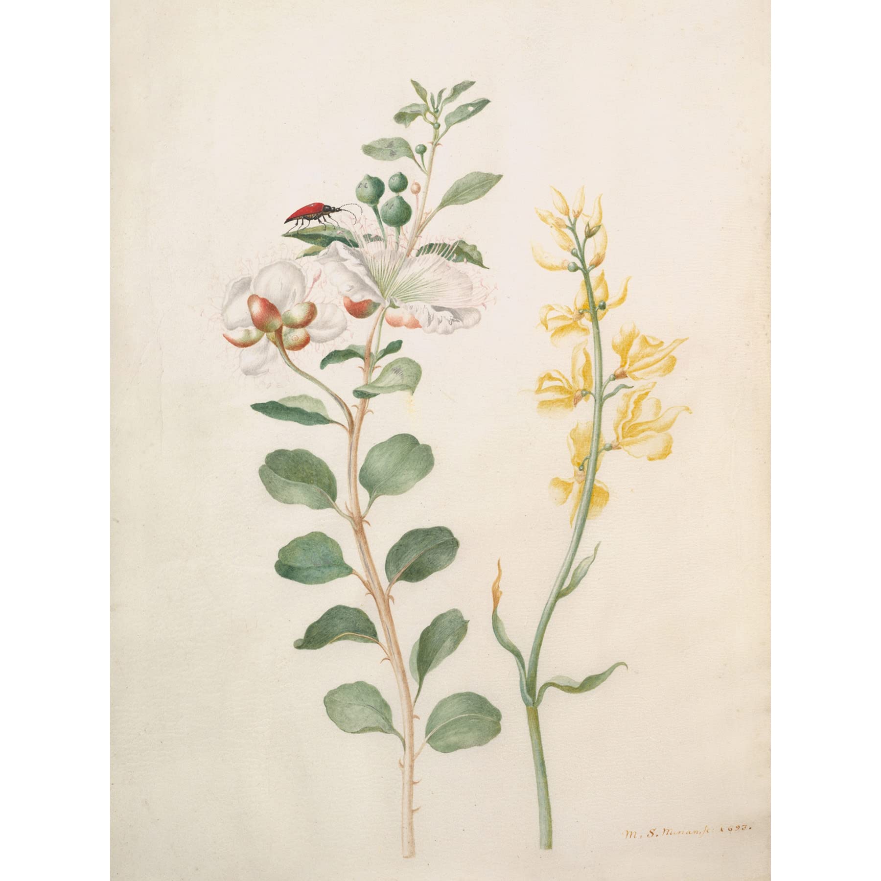 Artery8 Capers Gorse Beetle Nature Flowers Painting Large XL Wall Art Canvas Print