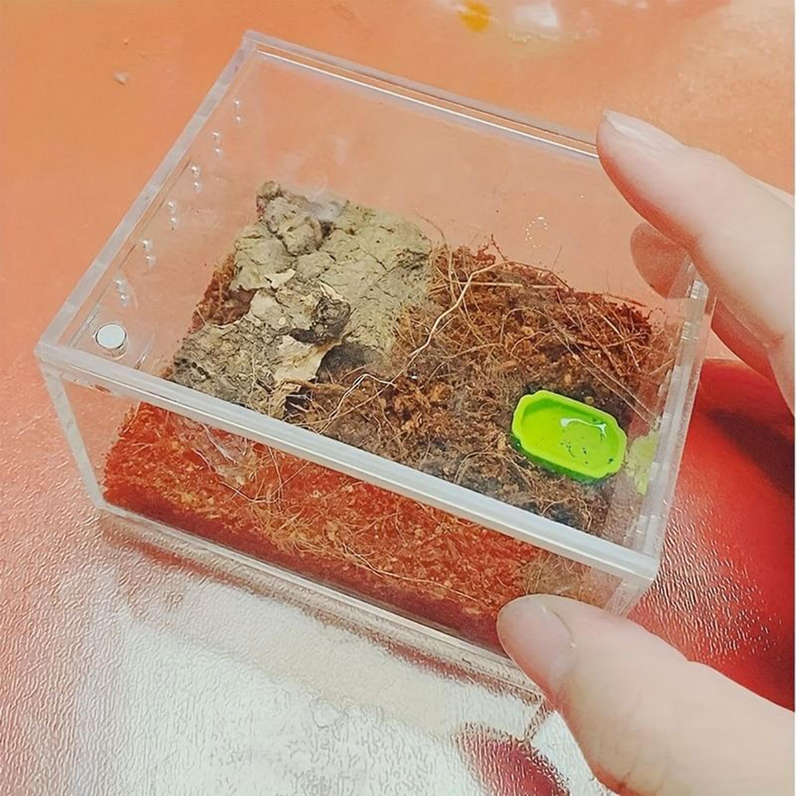Hábitat para Araña Saltarina,Recipiente Transparente para Crianza y Alimentación | Recinto Para Serpientes de Acrílico | Para Reptiles Lagartija Serpiente Tortuga Rana Gecko Ermitaño y Contenedor para — view 7