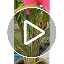 Image of RVS Stylish Garden Plastic Flamingo Garden Stake /Stick for Home, Garden, Planter, Balcony Decor Decoration Item (Pink | 11 * 5 Inch)