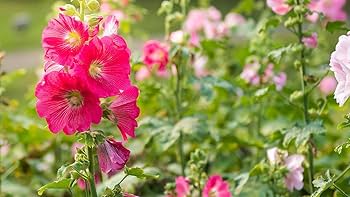 Ri-アルティール1.8セット アルティール(ALTIELL) 毛髪弾力効果 | Aujua(オージュア)