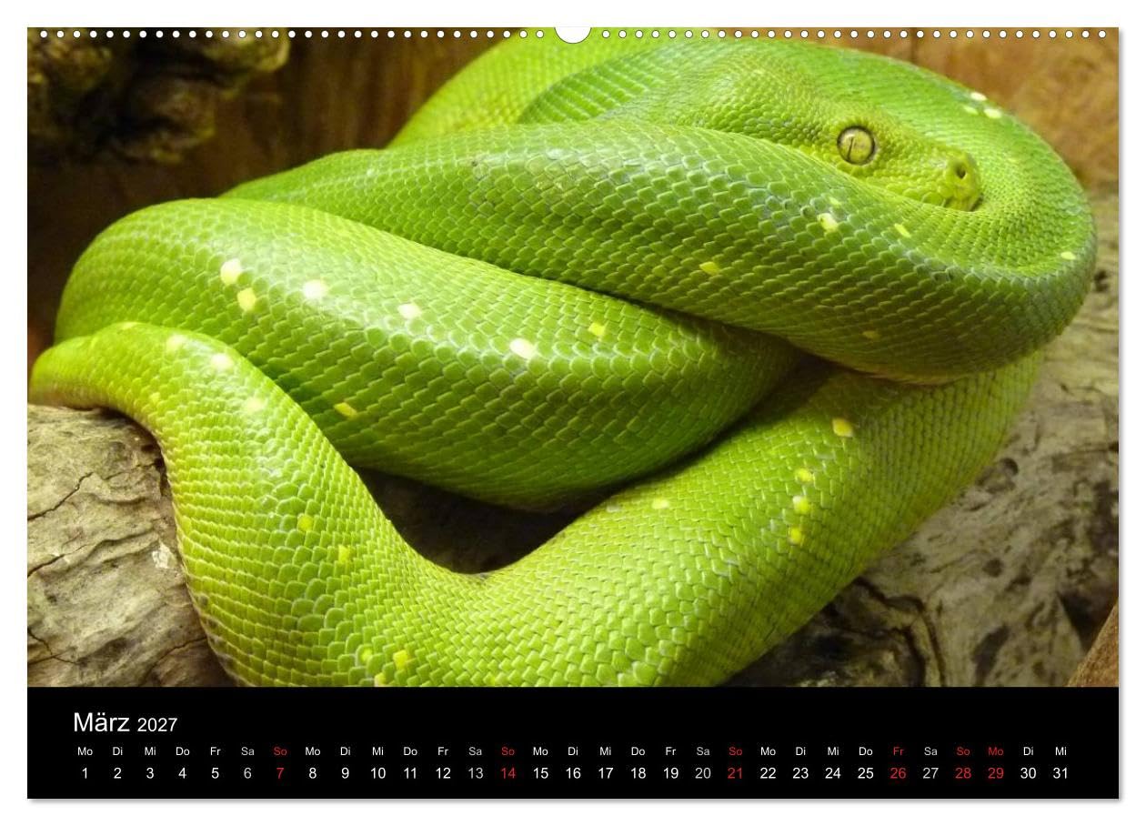 CALVENDO - Schlangen (Wandkalender 2027 DIN A2 quer), Monatskalender: Giftige und e Schlangen in beeindruckenden Farben