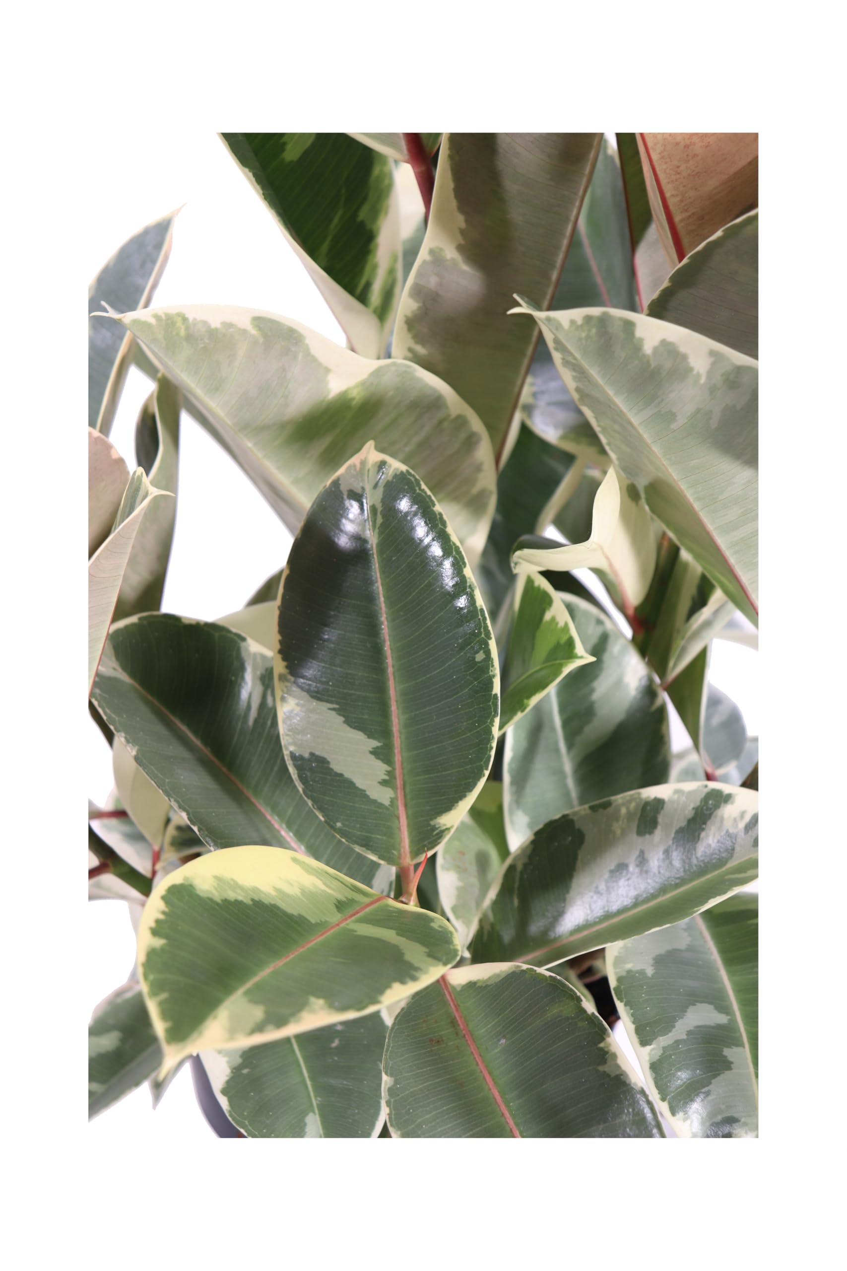 Pianta di Ficus Elastica Tineke pianta da interno pianta da appartamento pianta ornamentale di Ficus Elastica pianta vera di Ficus Elastica Tineke venduta da eGarden.store (Vaso 25 cm)