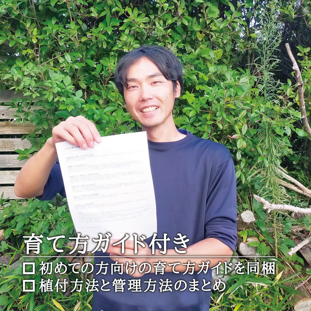 Amazon.co.jp: 【 西根の森 山菜 苗 】 タラの木 女だら 棘なし 苗木