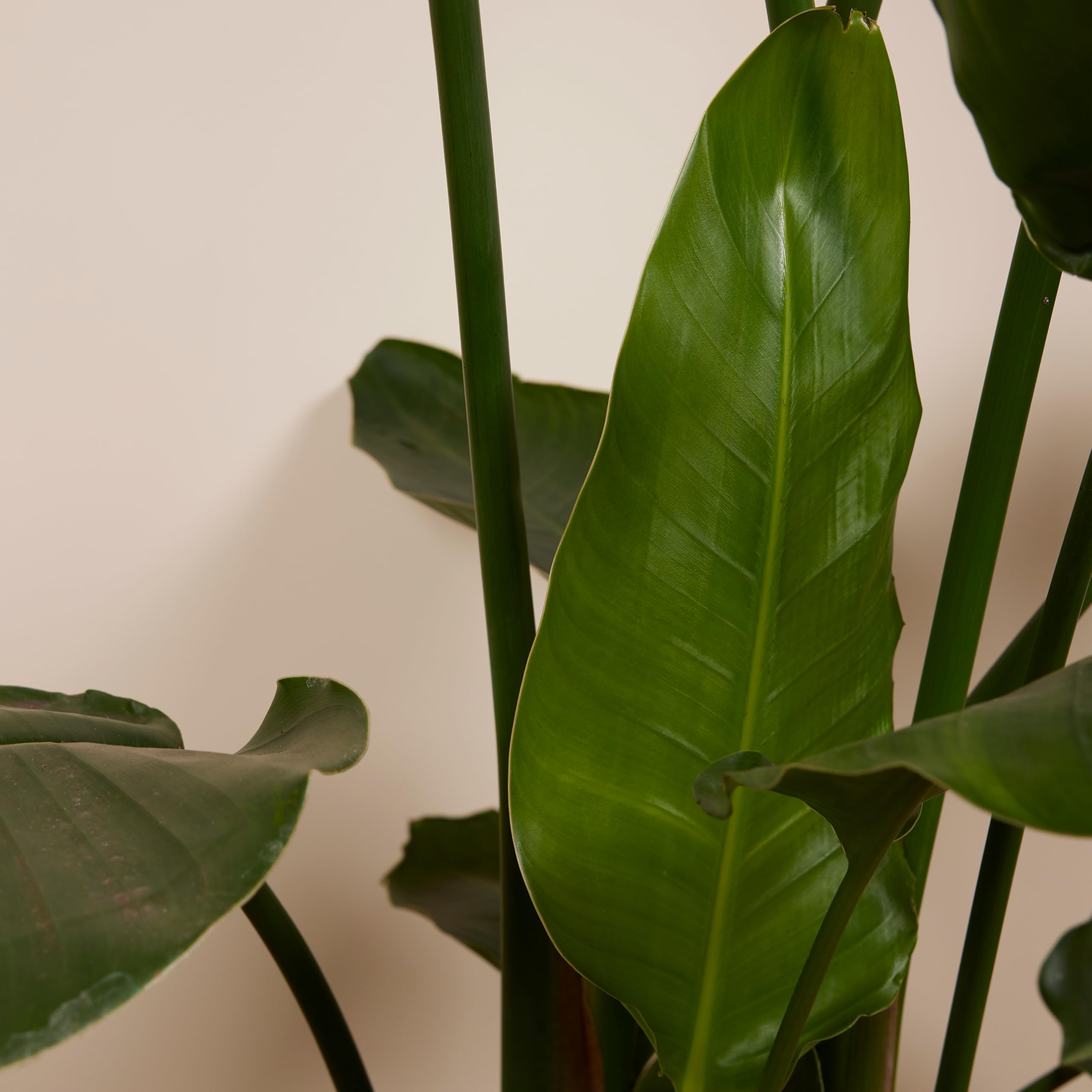Bloomique - Strelitzia Nicolai - Paradiesvogelblume - XXL Zimmerpflanzen -  Luftreinigend - Pflegeleicht - Hhe 150-170 cm - Topf 27 cm : Amazon.de:  Garten