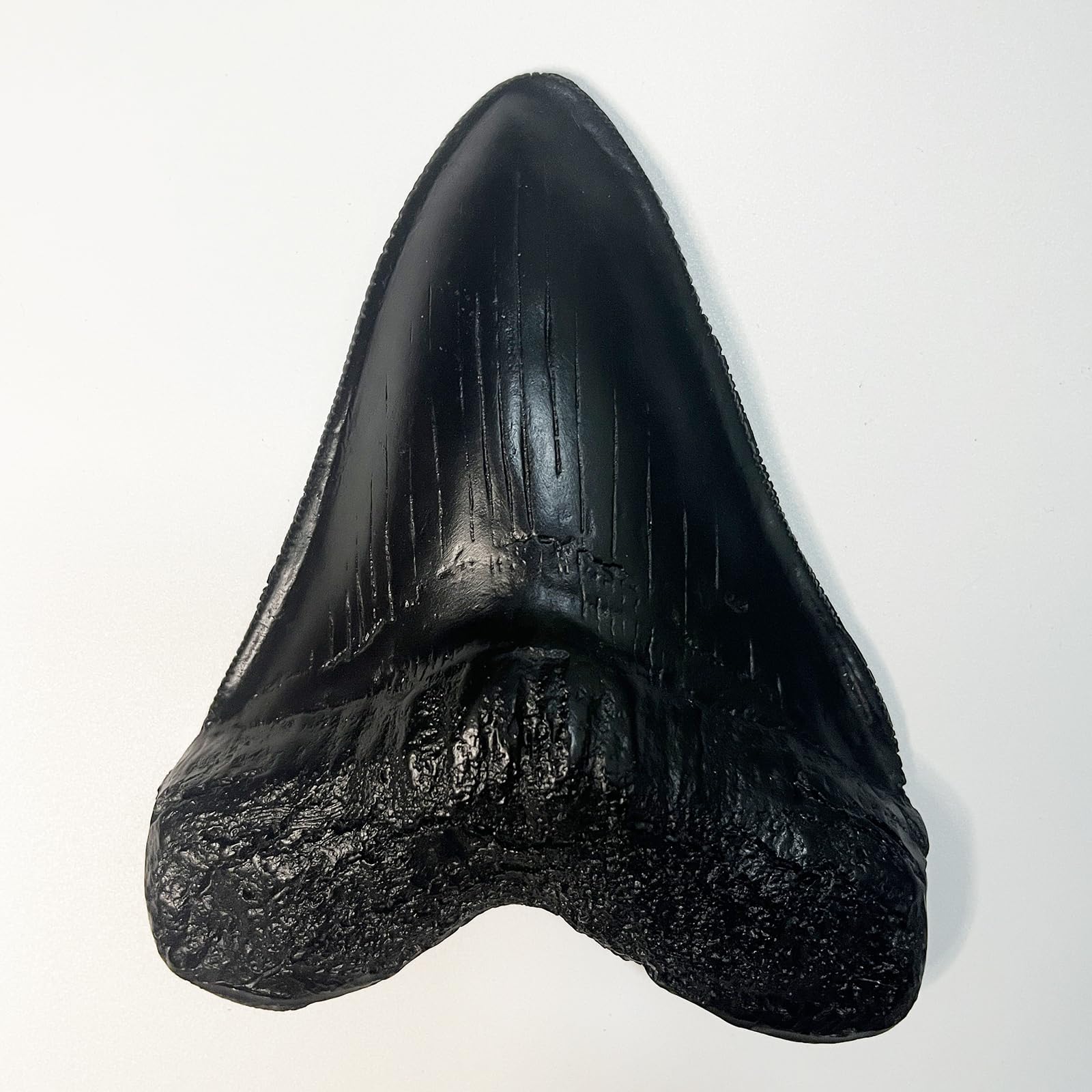 Carcharodon Megalodon Tooth Replica with Serration-Shark Teeth Fossil Collection,5.1 inches (Black)