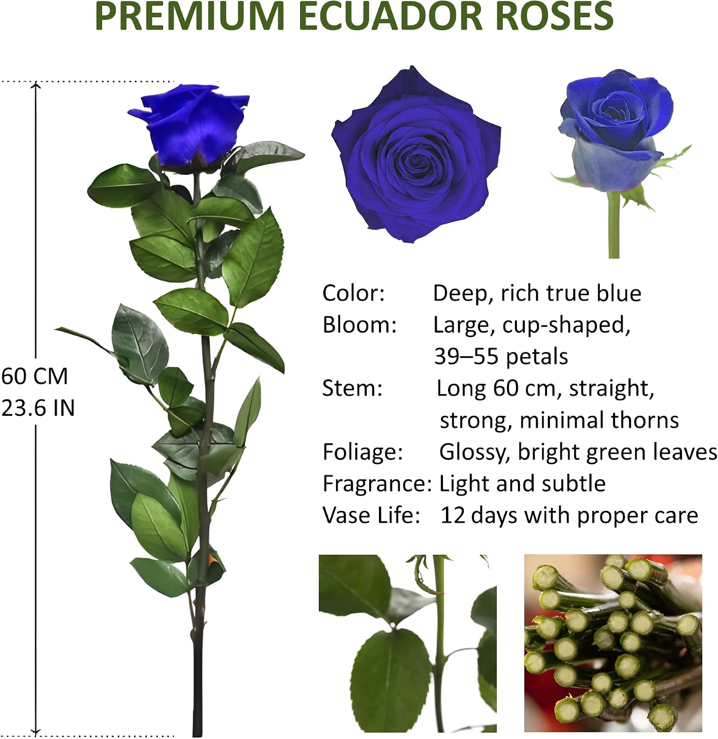 One Dozen Fresh Roses Bouquet, 12 Premium Long-Stem Ecuador Roses, Hand-Tied Floral Arrangement, Fresh Cut Flowers for Valentine’s Day, Anniversaries, Birthdays, Holidays (BLUE, 60CM/23.62IN)