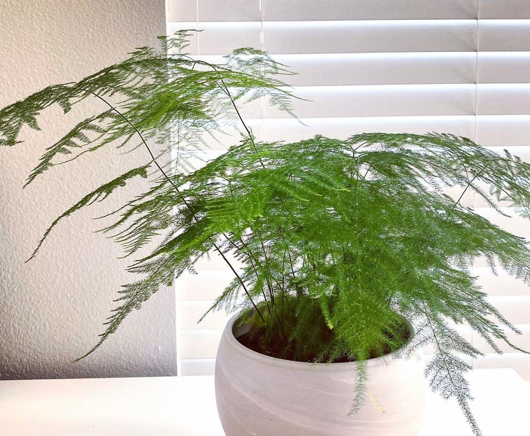 Aesthetics Conscious Asparagus Fern Live Plant With Pot (B0CV5YVHDM) Amazon Price History, Amazon Price Tracker