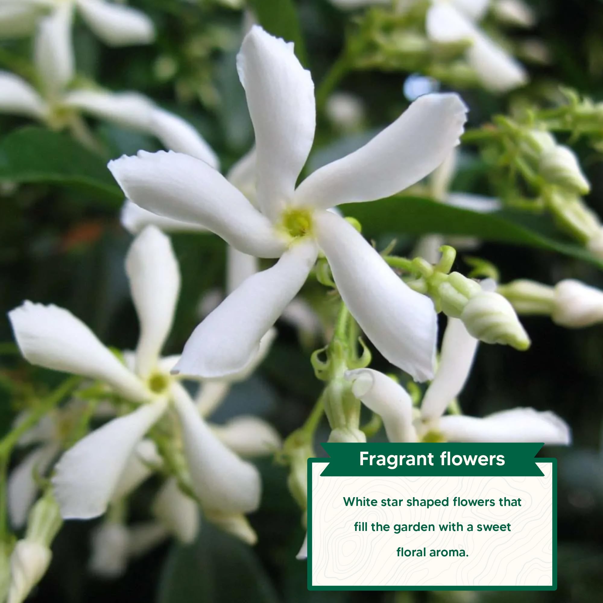 Jasmineさま♡ミルキーホワイト Amazon.com : Confederate Jasmine - 1 Gallon - Includes Planting