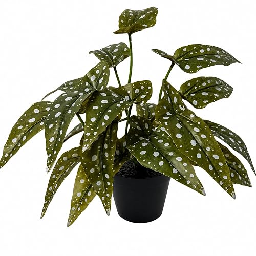 12'' Artificial Begonia Maculata Plant in Black Pot | Realistic