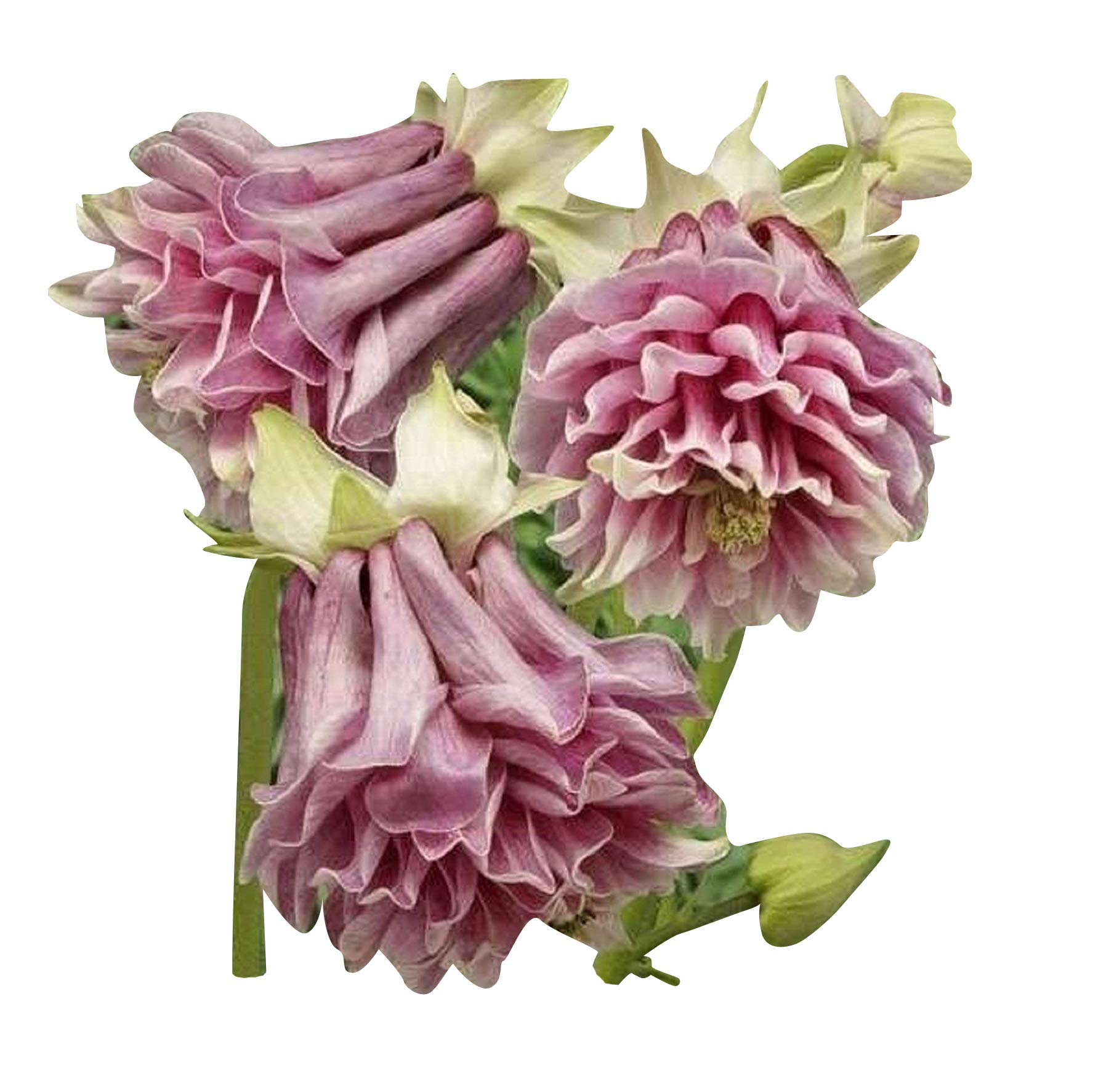 Nema PETTICOAT COLUMBINE AQUILEGIA Flower Seeds - 20 Seeds-picture-25