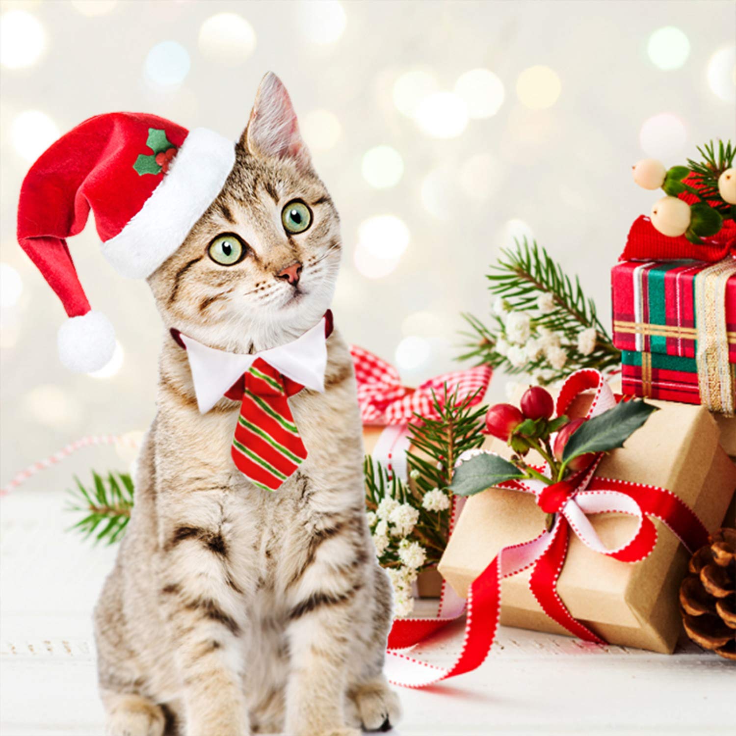 cats in christmas outfits