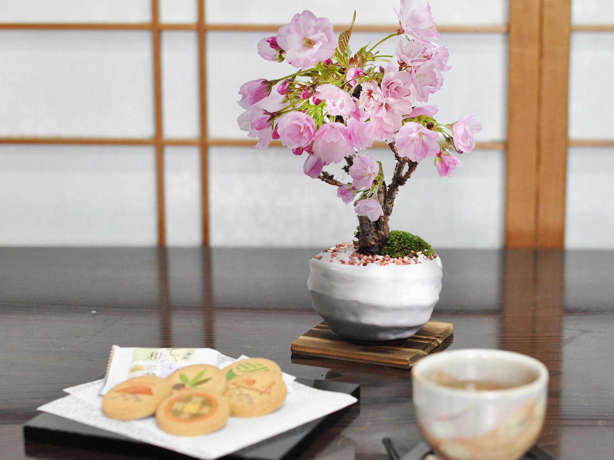 Amazon.co.jp: 母の日 【5月開花】盆栽妙 和三盆クッキー 桜ミニ盆栽