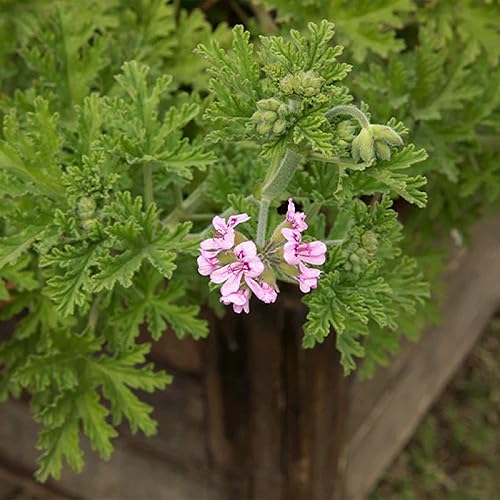 Miniatura 1 de CHUXAY GARDEN 300 semillas de pelargonio citronella semillas de geranio perfumadas citronela geranio perenne planta de hierbas perennes con fuerte