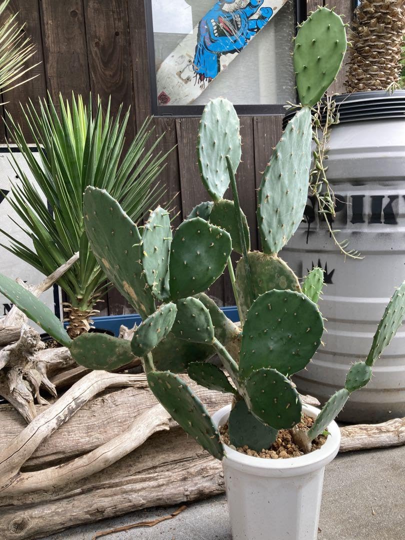 耐寒性強！オプンチアフミフサ群生植え◇多肉サボテン南国ドライ