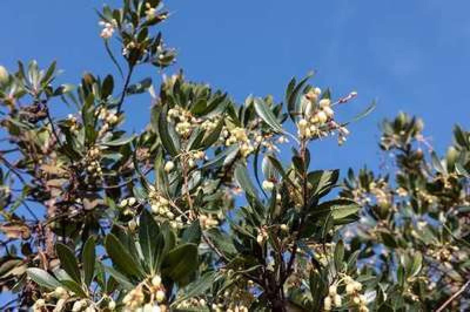 Arbutus unedo - Erdbeerbaum 60-80 cm Container