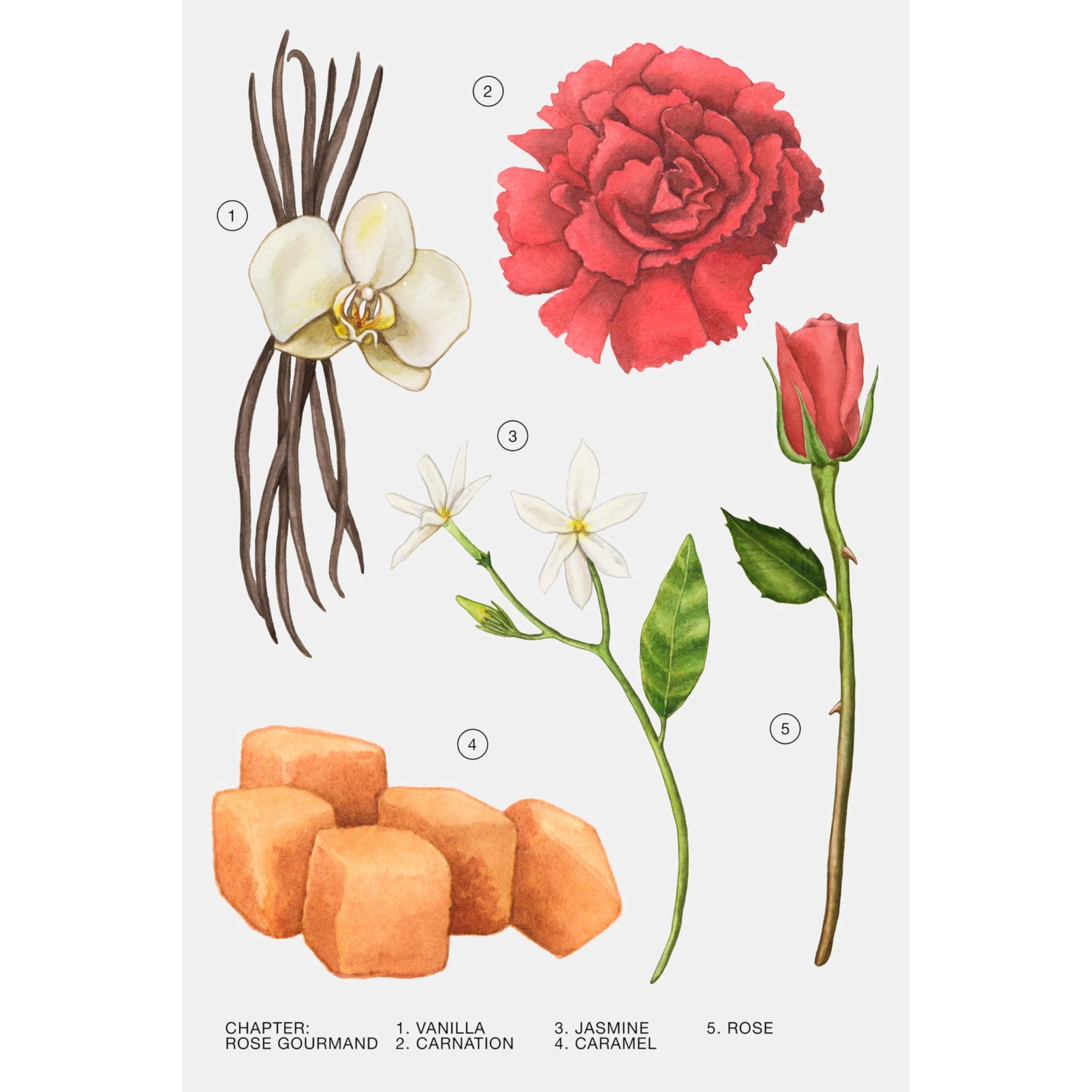 Zara Parfüm Rose Gourmand 80 ml Eau De Parfum Damenparfüm Damenduft