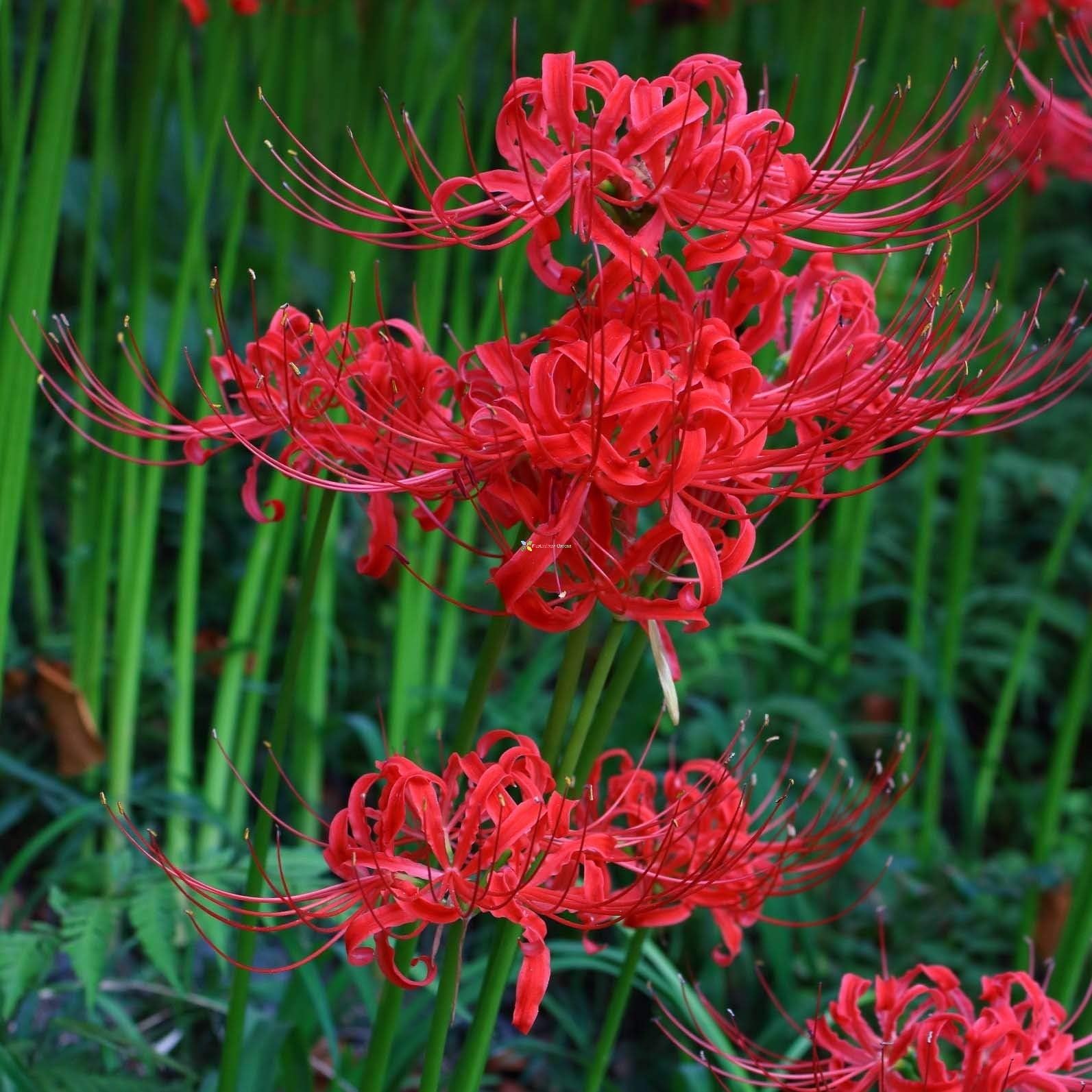 Imp. Lycoris Lily (Spider Lily) Bulbs For Home Gardening Planting (Red Spider, Pack Of 4 Bulbs)