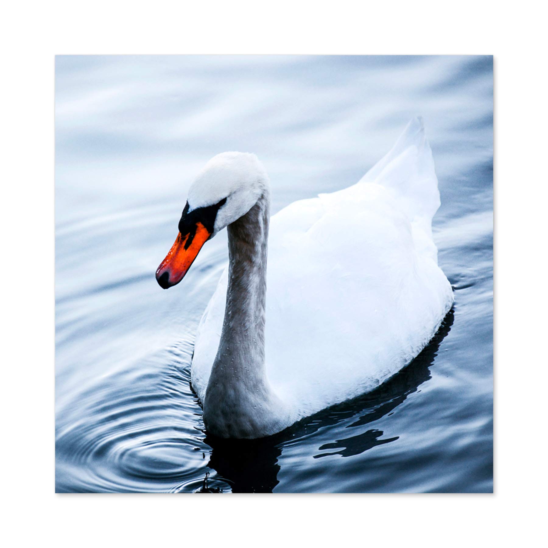 Artery8 Feifei Mute Swan Lake Bird Photo Large Wall Art Poster Print Thick Paper 24X24 Inch