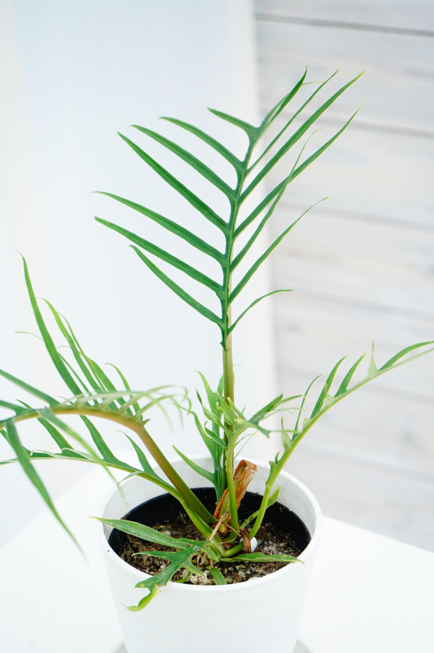 テ*ー様 39 S&P フィロデンドロン　トータム　斑入り　美斑 Amazon.co.jp: はなみどり フィロデンドロン トータム 4号鉢 1鉢