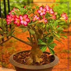 Wüstenrose Knolle - Seltene Adenium Obesum Pflanze Winterhart Für Garten & Deko