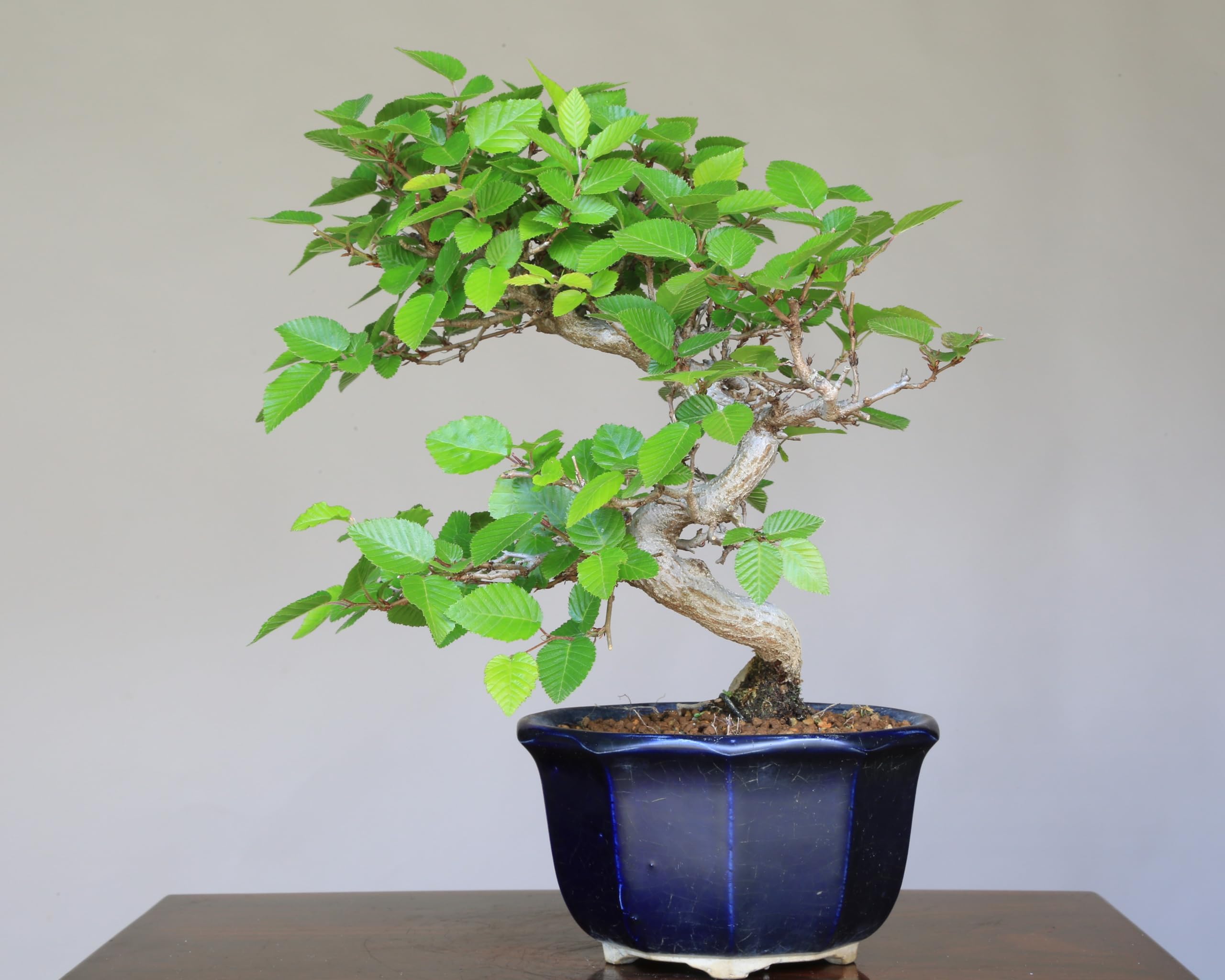 Amazon.co.jp: 『岩四手』イワシデ 小品盆栽【泰寿園 Online】 : DIY