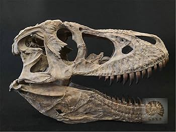 木彫　恐竜　トルヴォサウルス　頭骨模型1/10スケール 木彫 恐竜 トルヴォサウルス 頭骨模型1/10スケール